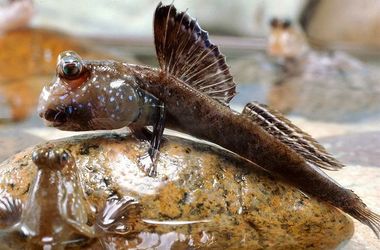 Биологи доказали способность рыб перемещаться по суше