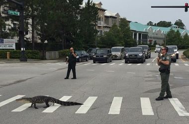 ФОТОФАКТ. Законопослушный крокодил перешел дорогу по "зебре"