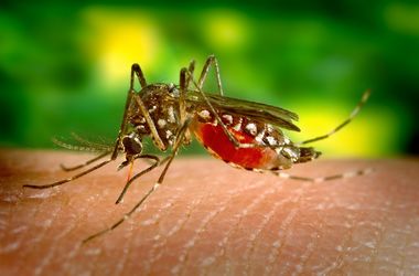 Как защитить себя от комаров и мух, не используя химию