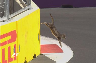 Кошка пробралась на трассу перед самым началом заезда "Формулы 1"