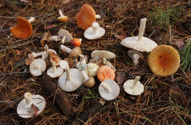 В Днепре – всплеск отравлений грибами