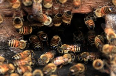 Во Львовской области пчелиная семья "убила" мужчину