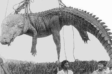 Жуткие рекорды Гиннеса: Самая массовая атака крокодилов