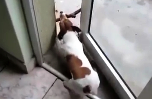 Забавный пес пытается протащить палку в дом (видео)
