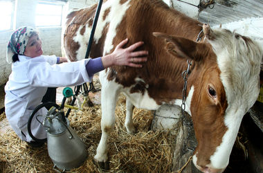 "Лишнее" молоко: фермеры в Украине страдают от слишком низких цен