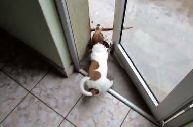 Проворный пес попытался протащить в дом палку, но застрял в дверях (видео)
