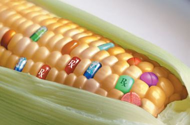 Россия может ввести запрет на корма из Украины из-за ГМО