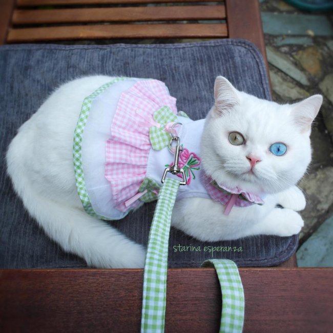 Кошка с глазами в стиле Боуи покорила мир моды и инстаграм