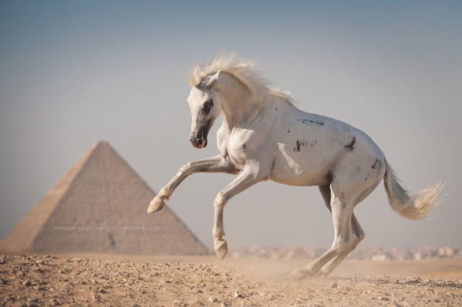 ФОТОФАКТ. Ужасная судьба верблюдов и лошадей в Египте