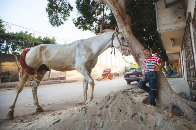 ФОТОФАКТ. Ужасная судьба верблюдов и лошадей в Египте