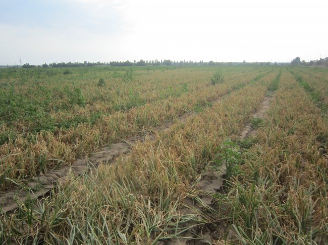 В Украине гибнет урожай лука