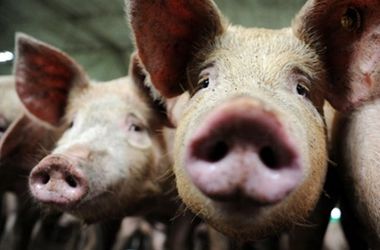 В Сумскую область пришла чума свиней