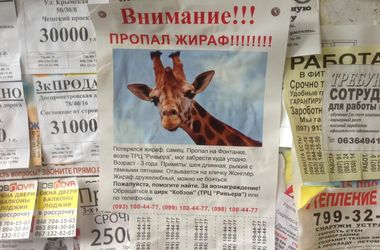 Из цирка под Одессой сбежал жираф – соцсети