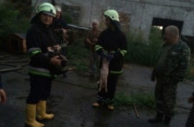 На ферме под Киевом заживо сгорели 100 животных (фото)