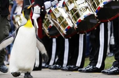 Пингвин дослужился до генерала в норвежской гвардии