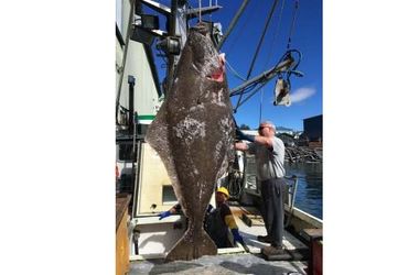 Рыбаки выловили 178-кг палтуса у берегов Аляски