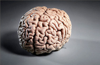 Ученые нашли отличия в мозгах полных и стройных людей