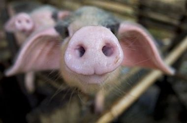 Украинцам советуют воздержаться от употребления свинины в пищу