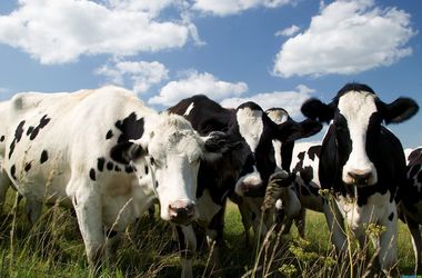 Украине необходимо 35 млн, чтобы экспортировать говядину на рынки ЕС