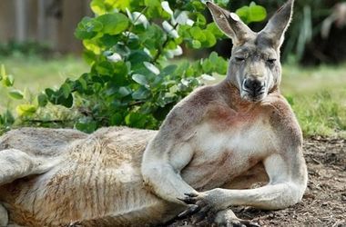 В Австралии женщина подралась с кенгуру