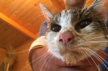 В Италии через пять дней после землетрясения спасли кошку
