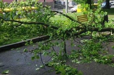 Во Львове упало дерево: повреждены авто и травмирована девушка