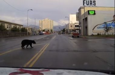Черный медведь на улицах города шокировал местных жителей (видео)