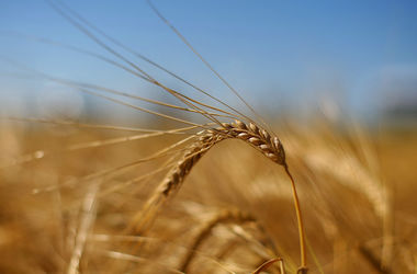 Египет запретил пшеницу из Украины