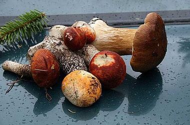 Смертельный обед: в Черниговской области семью погубили грибы