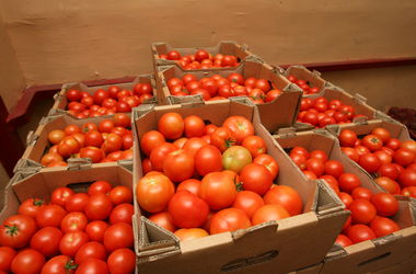 Украина побила рекорд по экспорту помидоров в ЕС