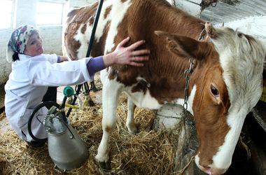 Украине грозит резкий рост цен на молоко и мясо