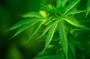 В Британии предложили легализовать марихуану